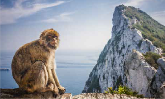 Macaque Experience Image