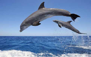 Dolphins Image
